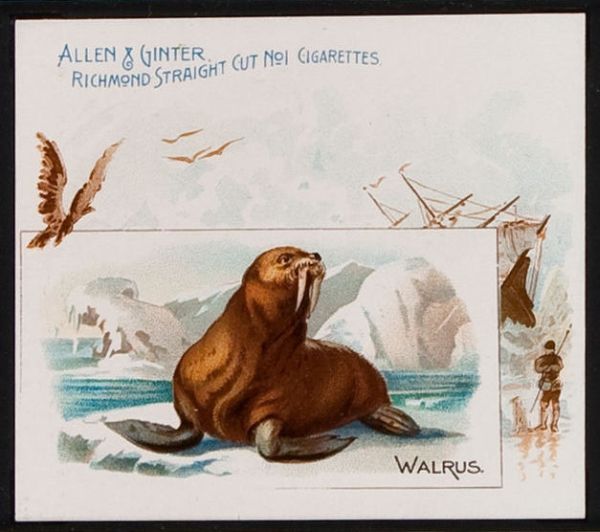 47 Walrus